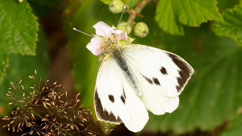 Белянка рапсовая (Pontia daplidice)