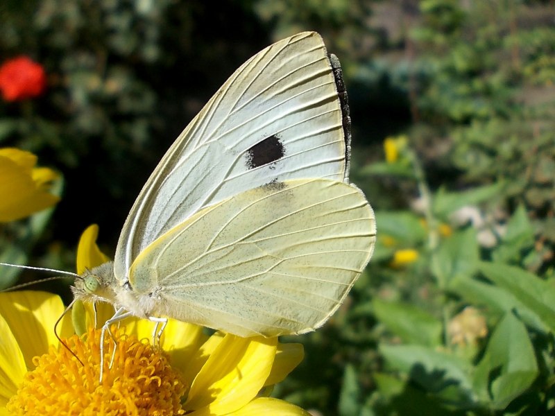 Желтушка Луговая COLIAS hyale