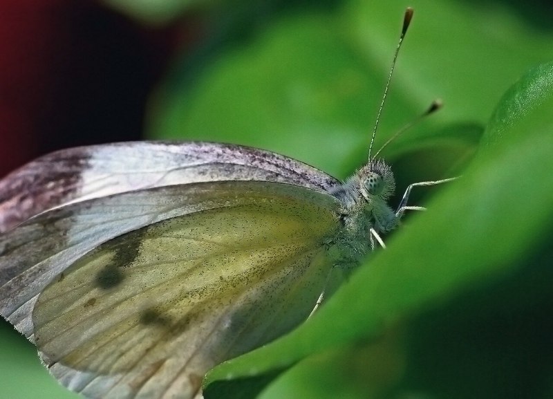 Hebomoia glaucippe