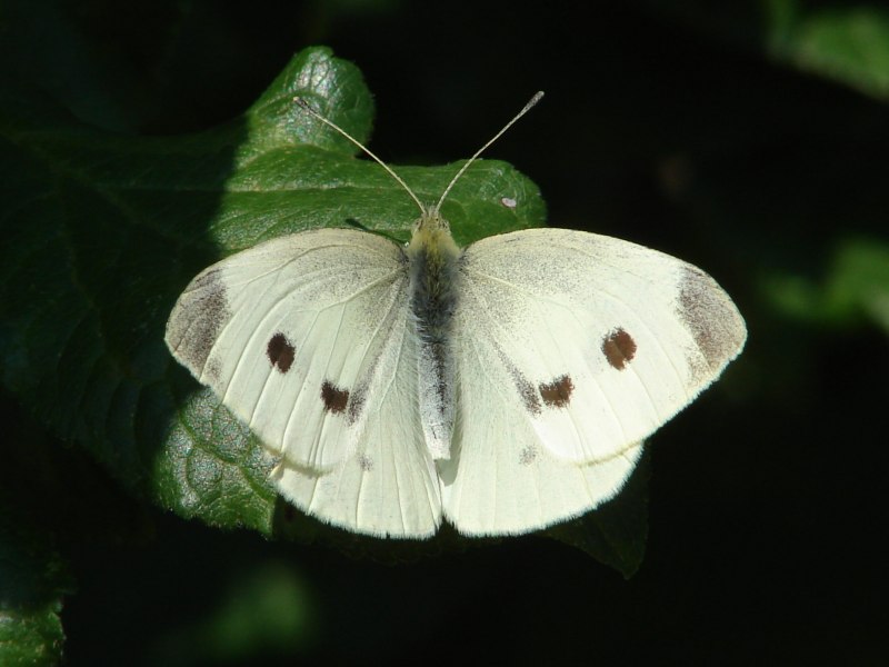 Pieris rapae гусеница