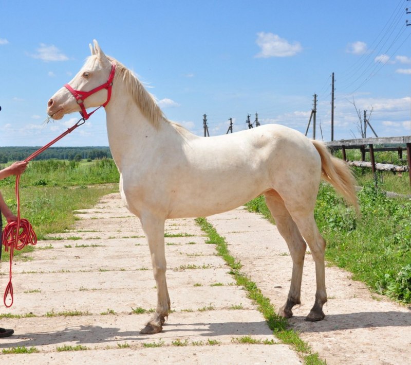 Sooty Buckskin
