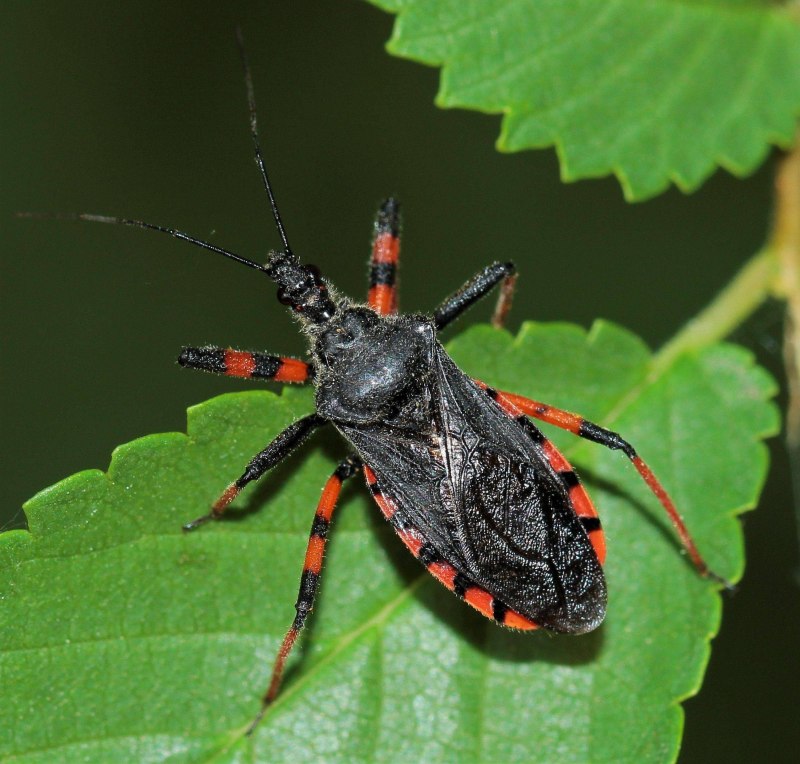 Хищнец кольчатый Rhynocoris annulatus