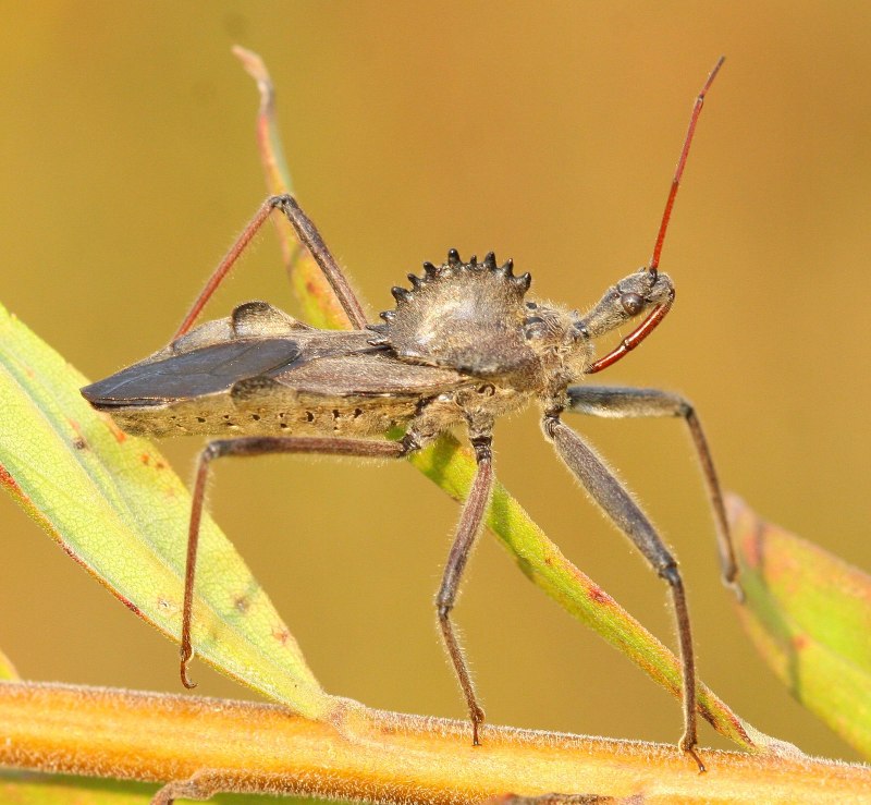 REVISIA of Reduviidae