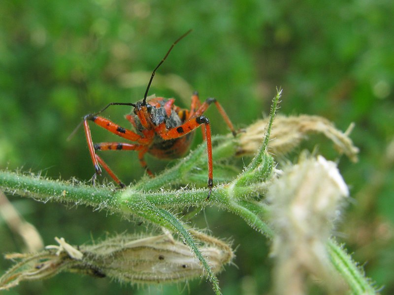 Клоп-хищнец Ринокорис красный (Rhynocoris iracundus)