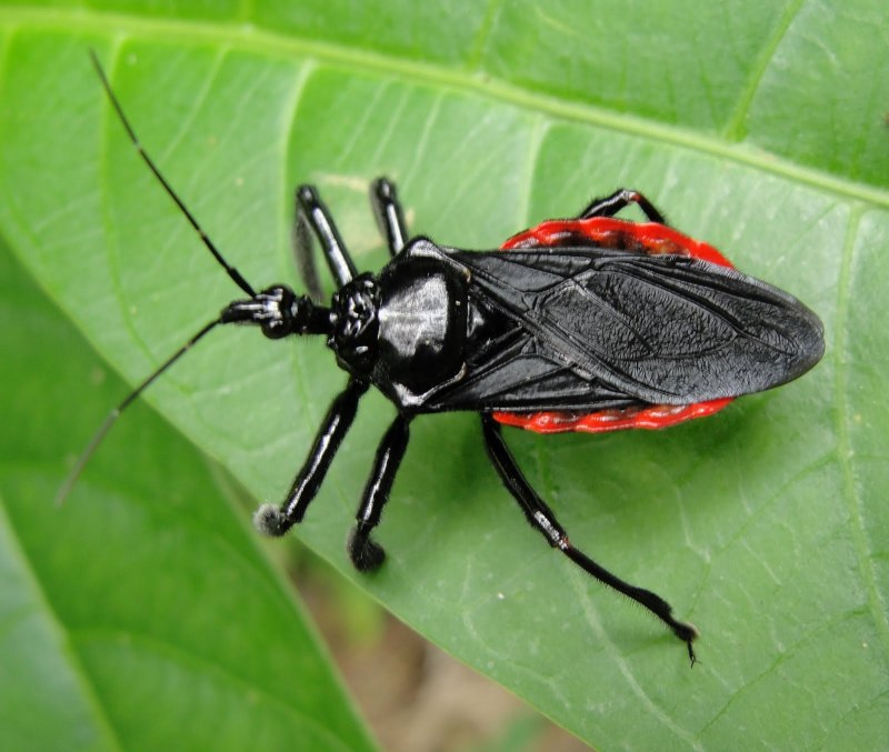 Семейство Reduviidae (хищнецы).