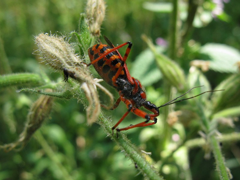 Клоп-хищнец Ринокорис красный (Rhynocoris iracundus)