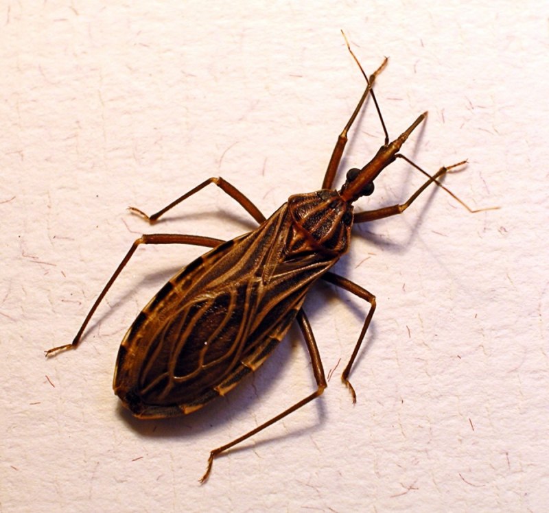 Anthocoris nemorum