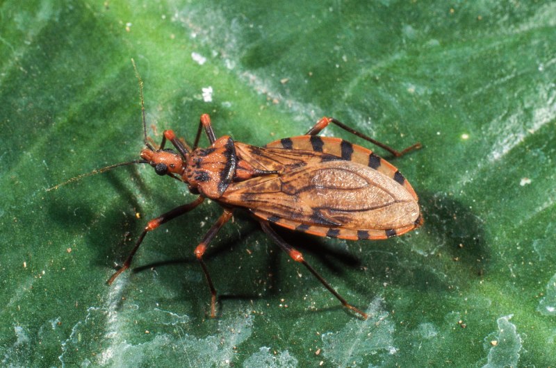 Reduviidae nymph