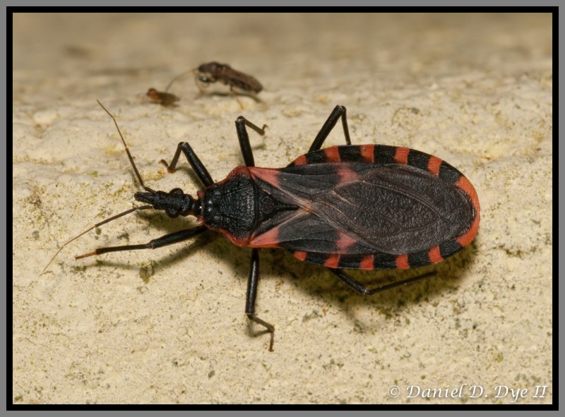 Клоп хищнец Assassin Bug