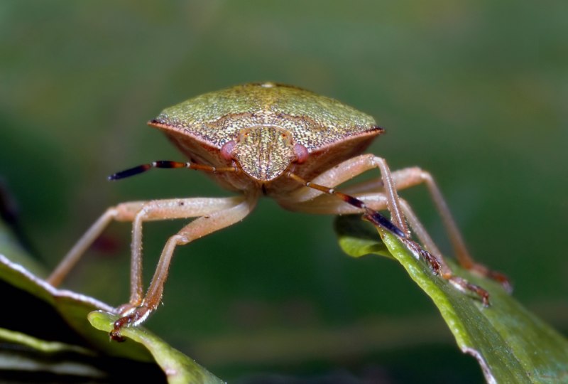 Клоп-солдатик – Pyrrhocoris apterus