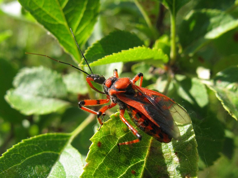 Rhynocoris iracundus
