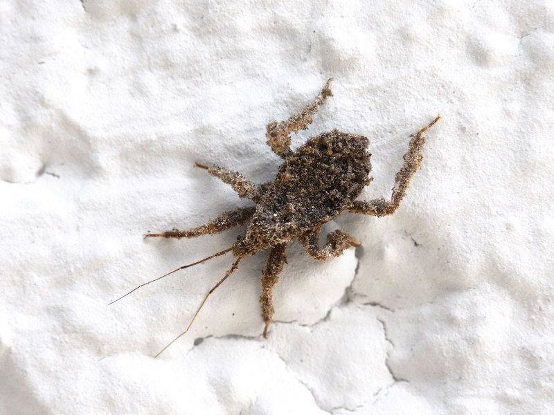 Platymeris biguttatus