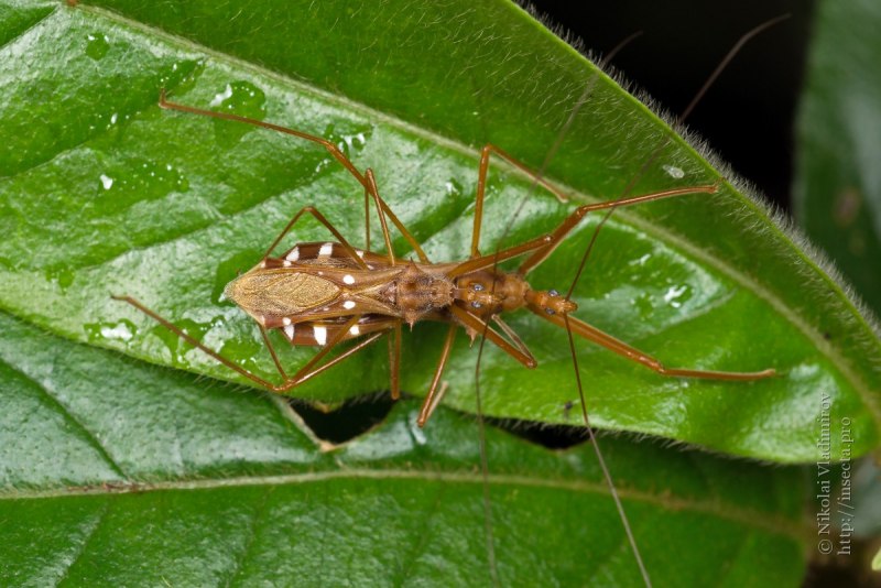 Arilus cristatus