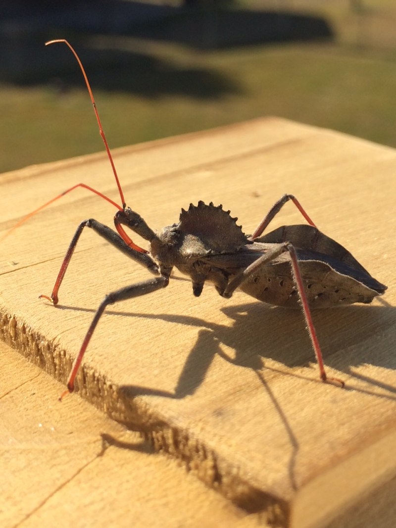 Platymeris SP. Mombo