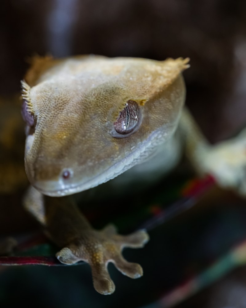 Реснитчатый геккон-бананоед Correlophus ciliatus