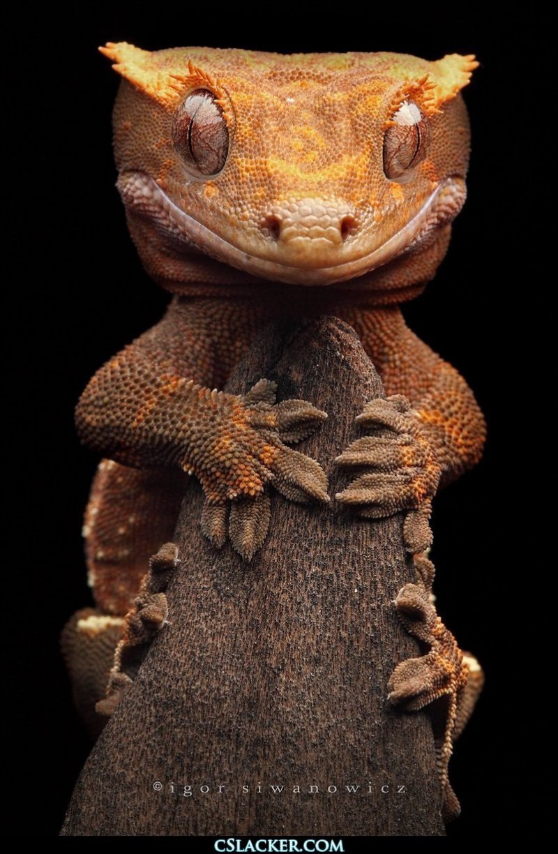 Ресничный геккон-бананоед (Correlophus ciliatus)