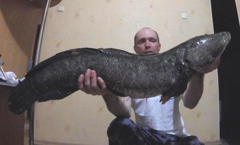 Змееголов Аргус