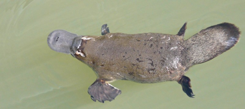 Ornithorhynchus anatinus