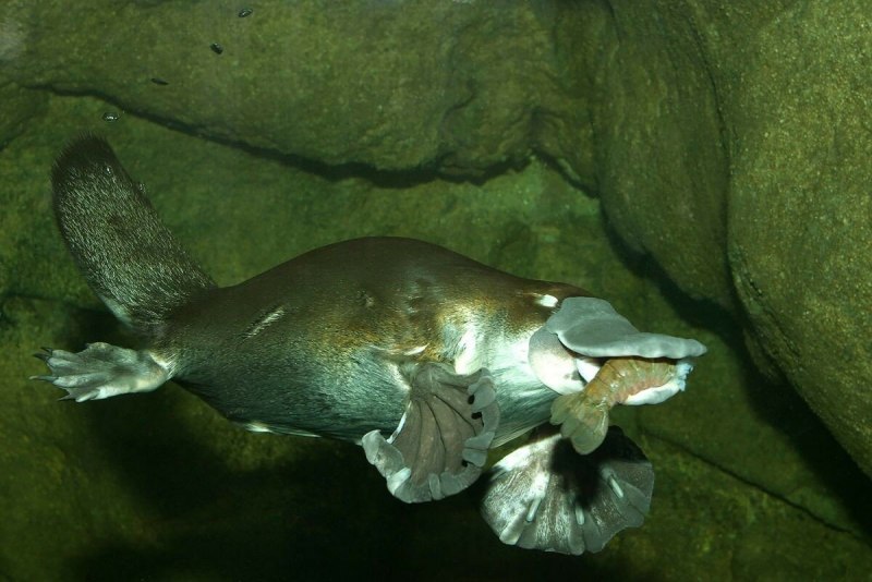 Ornithorhynchus anatinus