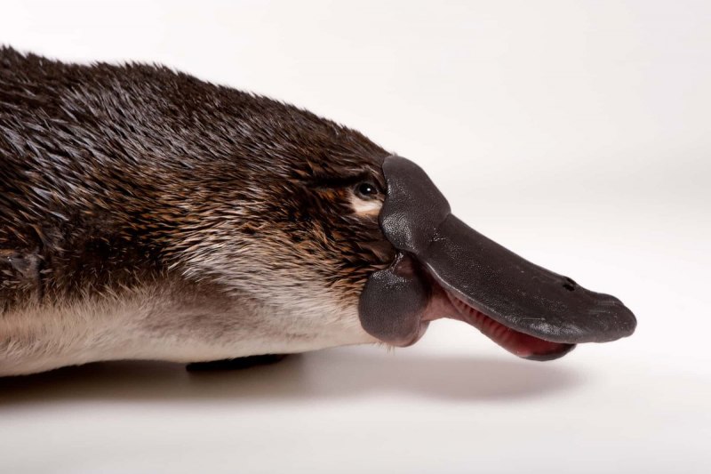Ornithorhynchus anatinus