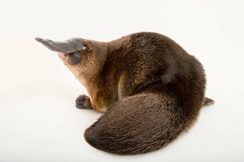 Ornithorhynchus anatinus