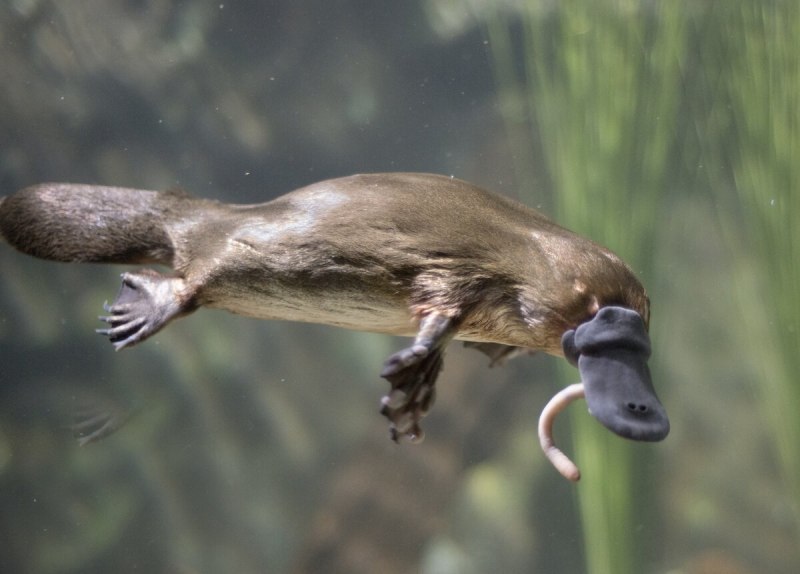 Ornithorhynchus anatinus