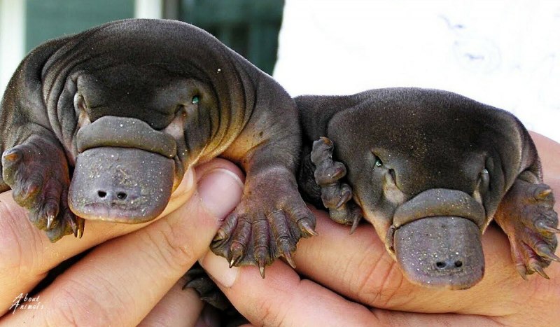 Duckbill Platypus