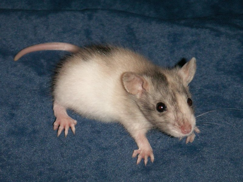 Rattus SP. Wistar