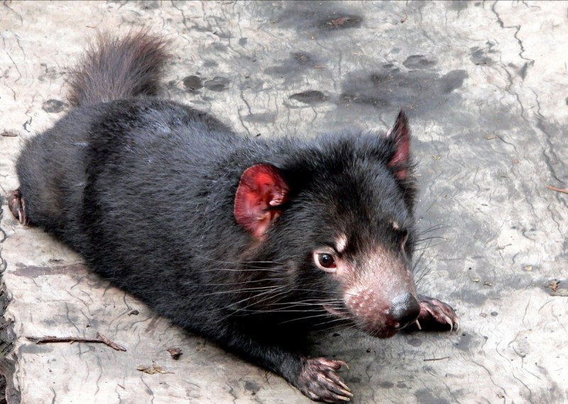 Paucidentomys vermidax