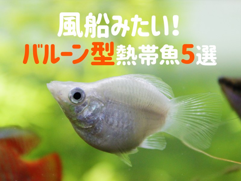 Молли баллон (моллинезии)