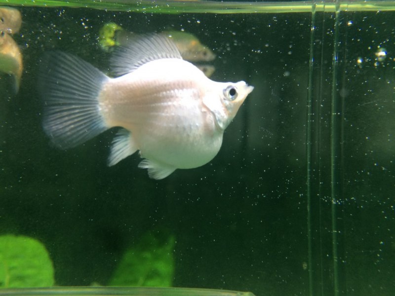 Молли баллон (моллинезии)