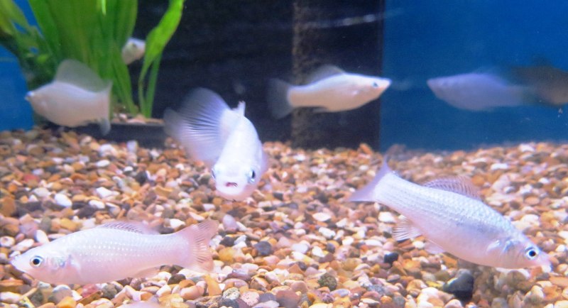 Моллинезия сфенопс аквариумная