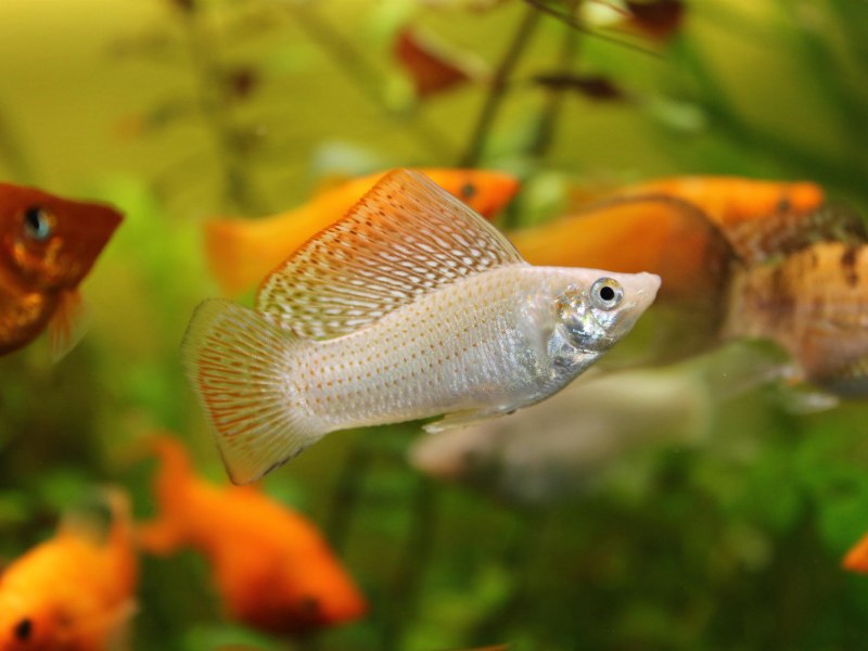 Жемчужные моллинезии