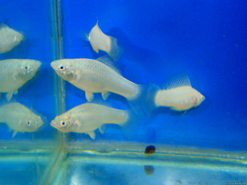 Моллинезия белая самка беременная