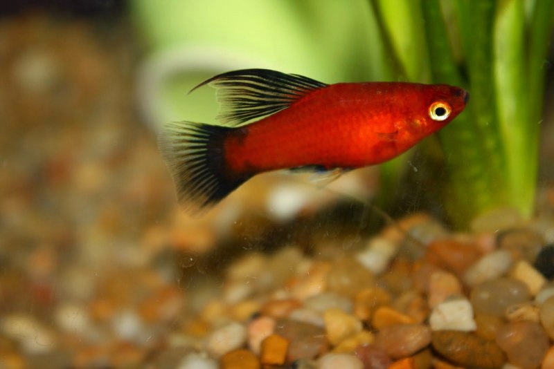 Моллинезия Далматин