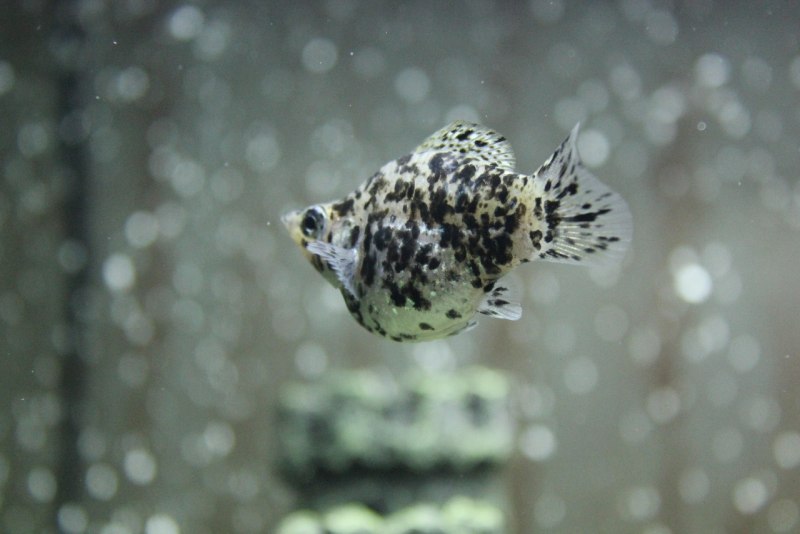 Моллинезия баллон далматинец