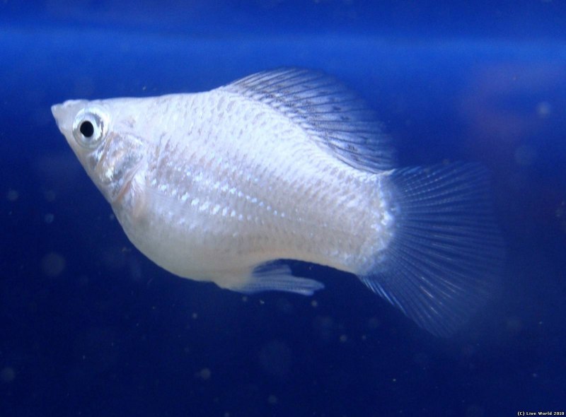 Моллинезия Велифера Снежинка