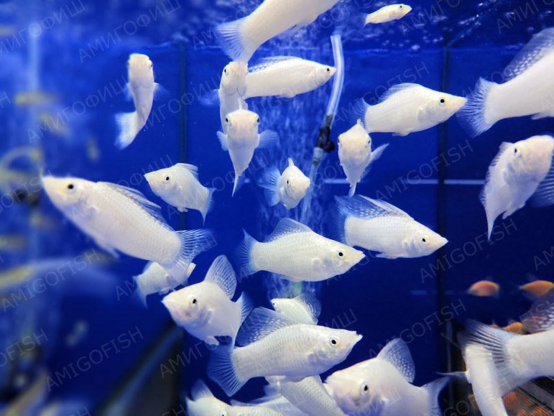 Моллинезия баллон совместимость