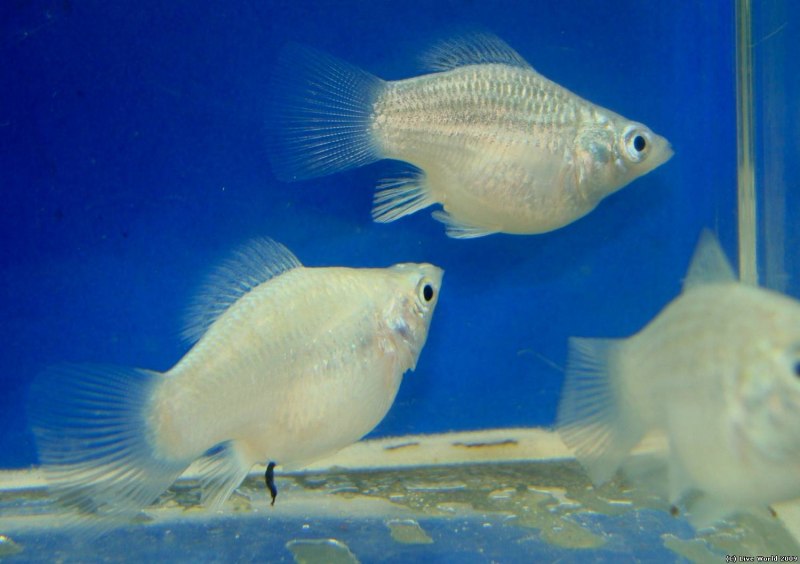 Моллинезия Велифера белая манка