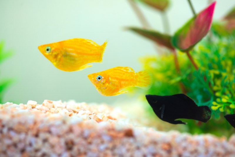 Моллинезия перед родами