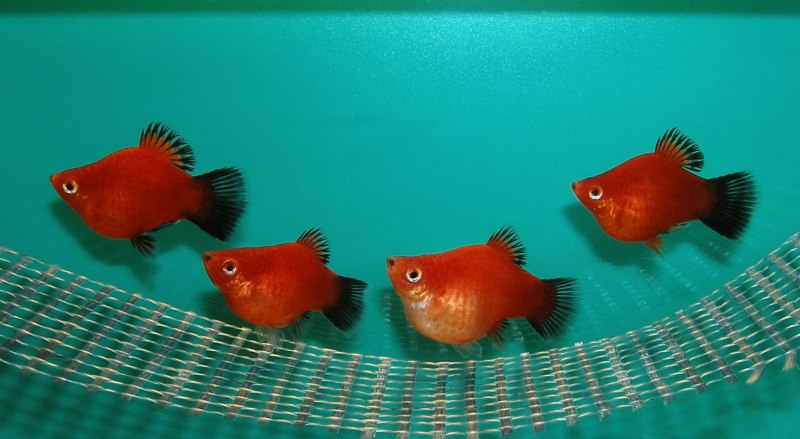 Вольные моллинезии