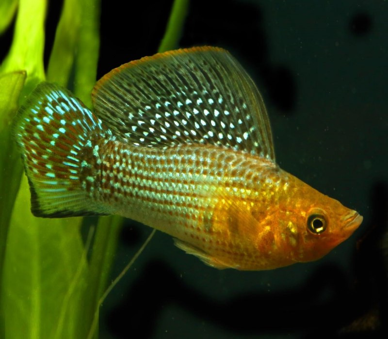 Моллинезия Далматин