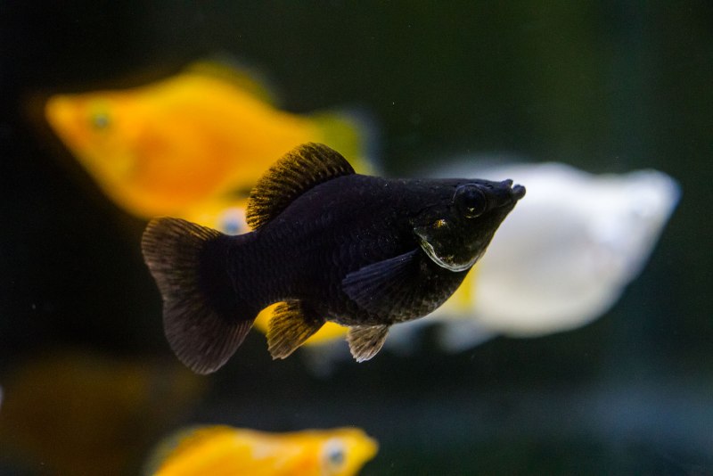 Моллинезия аквариумная рыбка