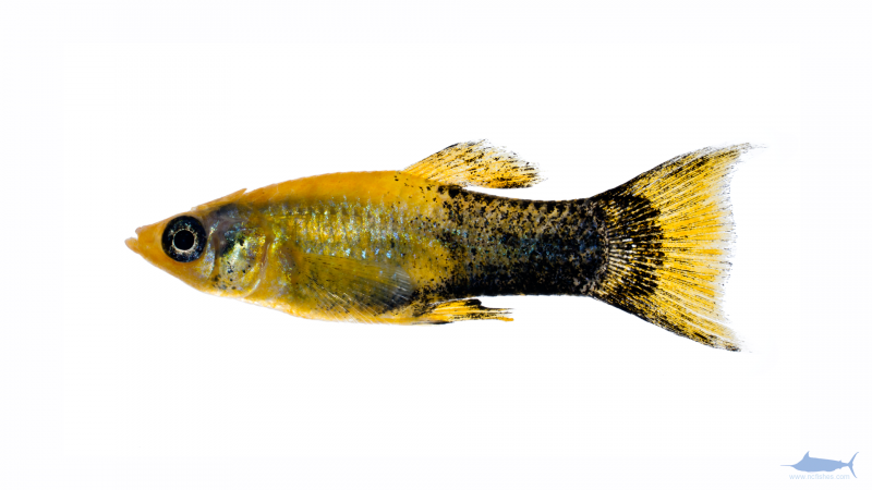 Гуппи Такседо