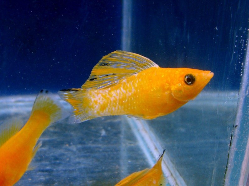 Рыбка Моллинезия черная