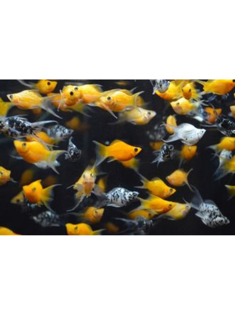 Моллинезия белая Снежинка