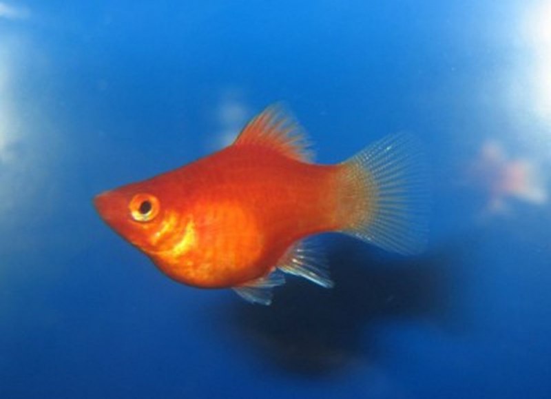 Моллинезия Снежинка