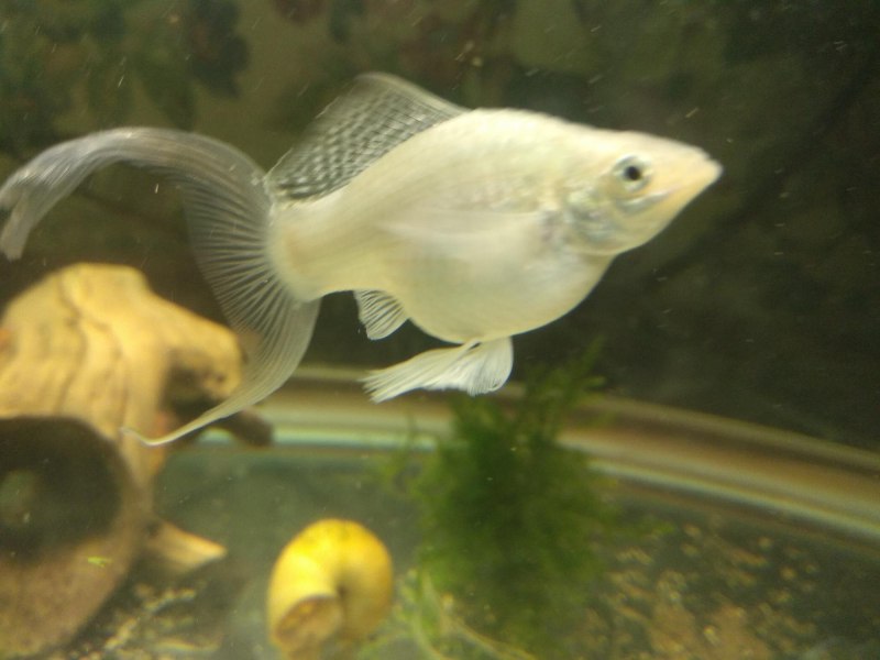 Пецилия Моллинезия