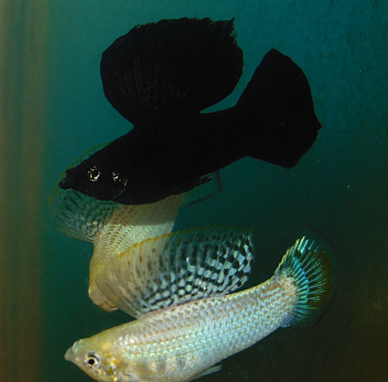 Моллинезия Велифера Снежинка