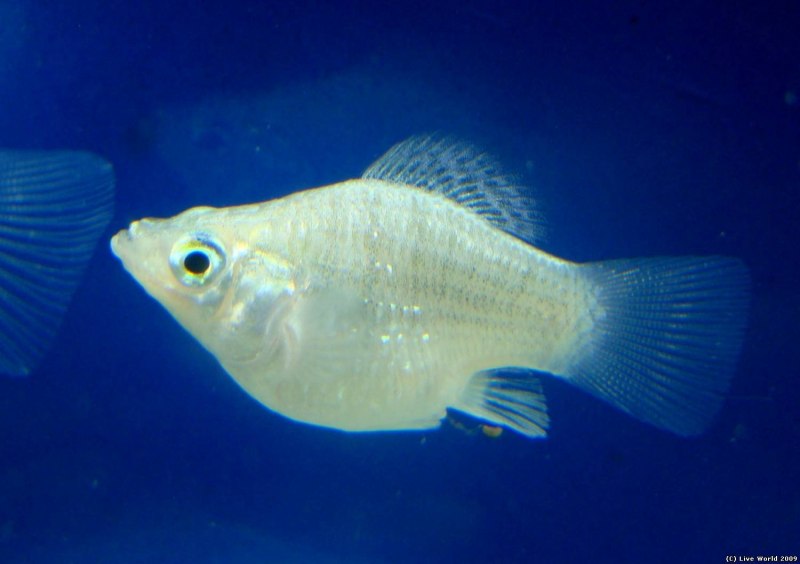 Рыбка Моллинезия белая